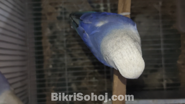 Violet opline love birds pair